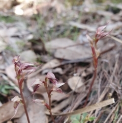 Acianthus collinus at Bruce, ACT - suppressed