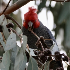 Callocephalon fimbriatum at Hughes, ACT - suppressed