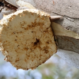 Laetiporus portentosus at Deakin, ACT - 4 Aug 2024