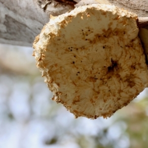 Laetiporus portentosus at Deakin, ACT - 4 Aug 2024