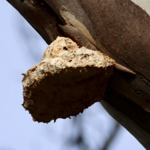 Laetiporus portentosus at Deakin, ACT - 4 Aug 2024