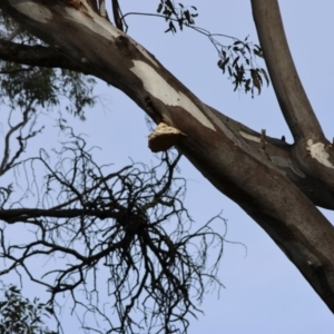 Laetiporus portentosus at Deakin, ACT - 4 Aug 2024