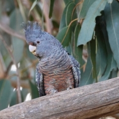 Callocephalon fimbriatum (Gang-gang Cockatoo) at Hughes, ACT - 4 Aug 2024 by LisaH