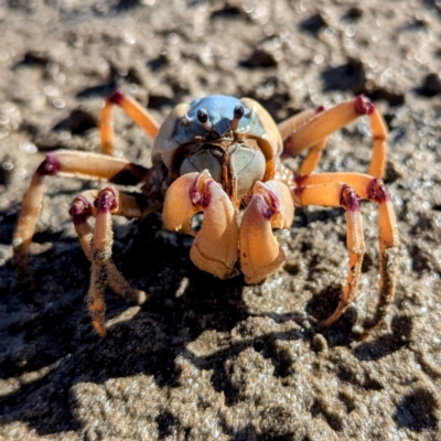 Mictyris longicarpus (Soldier Crab) at Batemans Bay, NSW - 2 Aug 2024 by HelenCross