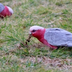 Eolophus roseicapilla (Galah) at Hughes, ACT - 4 Aug 2024 by LisaH