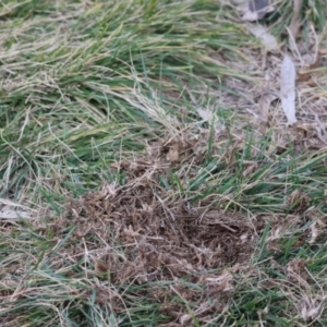 Eolophus roseicapilla at Hughes, ACT - 4 Aug 2024