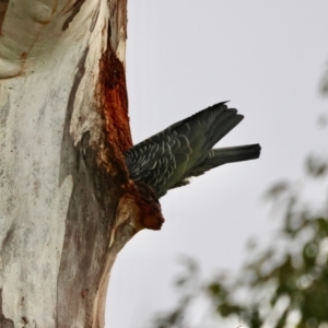 Callocephalon fimbriatum at Hughes, ACT - 4 Aug 2024