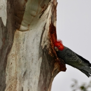 Callocephalon fimbriatum at Hughes, ACT - 4 Aug 2024