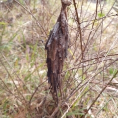Metura elongatus (Saunders' Case Moth) at Penrose, NSW - 1 Aug 2024 by Aussiegall