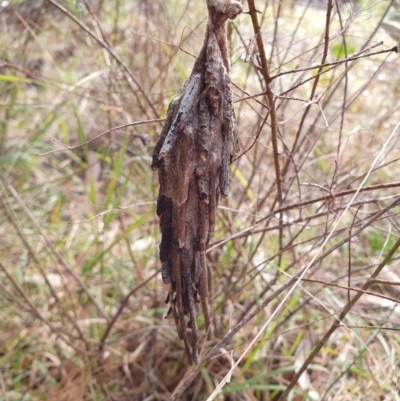 Metura elongatus (Saunders' Case Moth) at Penrose, NSW - 1 Aug 2024 by Aussiegall