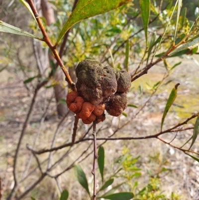 Uromycladium murphyi at Penrose, NSW - 1 Aug 2024 by Aussiegall