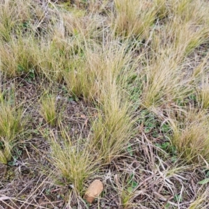 Nassella trichotoma at Fyshwick, ACT - 5 Aug 2024