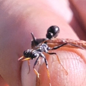 Myrmecia sp., pilosula-group at Kambah, ACT - 15 Mar 2024 10:21 AM