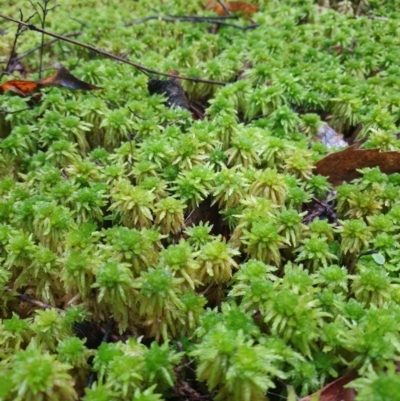 Sphagnum australe at Styx, TAS - 20 Jul 2024 by Detritivore