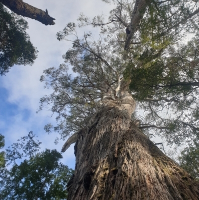 Eucalyptus tasmaniensis (Gum-topped Stringybark) at Styx, TAS - 4 Aug 2024 by Detritivore