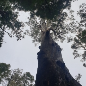Eucalyptus regnans at Styx, TAS - 4 Aug 2024 11:42 AM