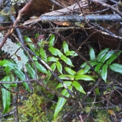 Blechnum wattsii (Hard Water Fern) at Styx, TAS - 4 Aug 2024 by Detritivore