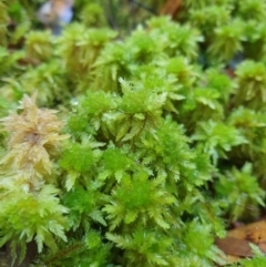 Sphagnum australe at Styx, TAS - 4 Aug 2024 by Detritivore