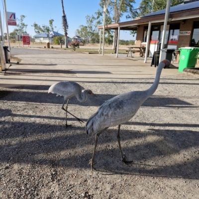 Grus rubicunda (Brolga) at Kynuna, QLD - 3 Aug 2024 by AliClaw