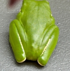 Litoria infrafrenata at suppressed - 5 Aug 2024 09:37 AM
