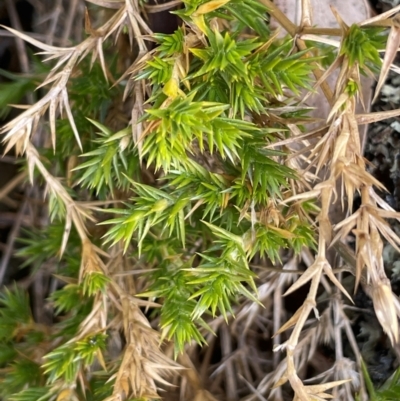 Stellaria pungens (Prickly Starwort) at Pialligo, ACT - 4 Aug 2024 by JaneR