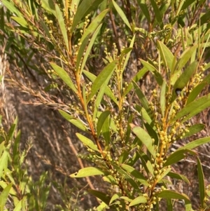 Acacia rubida at Pialligo, ACT - 4 Aug 2024