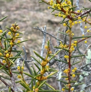 Acacia genistifolia at Pialligo, ACT - 4 Aug 2024 03:05 PM