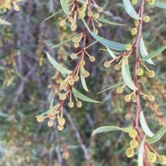 Acacia siculiformis (Dagger Wattle) at Pialligo, ACT - 4 Aug 2024 by JaneR