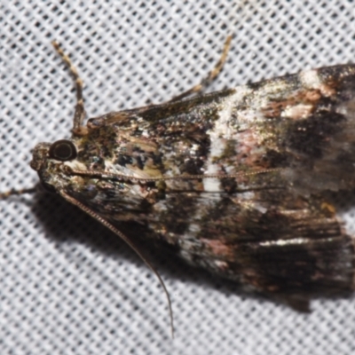 Orthaga atribasalis (A Pyralid moth (Epipaschiinae) at Sheldon, QLD - 9 Mar 2024 by PJH123