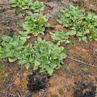 Echium plantagineum (Paterson's Curse) at Hume, ACT - 5 Aug 2024 by Jiggy