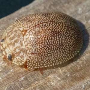 Paropsis atomaria at Googong, NSW - 19 Jul 2024 10:58 AM