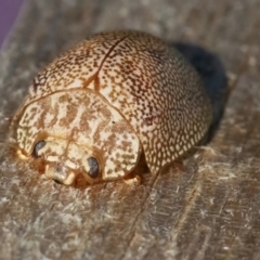 Paropsis atomaria at Googong, NSW - 19 Jul 2024 10:58 AM