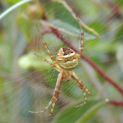 Gea theridioides (An orb weaver spider) at Conder, ACT - 9 Jan 2024 by MichaelBedingfield