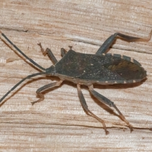 Amorbus atomarius at Googong, NSW - 4 Aug 2024 03:28 PM