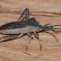 Amorbus atomarius at Googong, NSW - 4 Aug 2024 03:28 PM