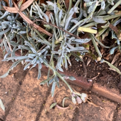 Unidentified Plant at Hughes, ACT - 5 Aug 2024 by ruthkerruish