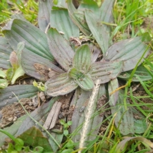 Plantago lanceolata at Narrabundah, ACT - 5 Aug 2024 11:34 AM