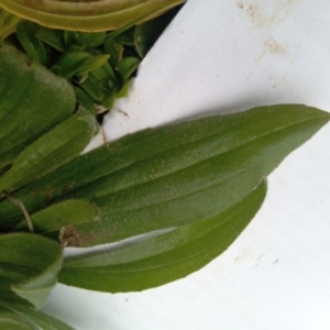 Plantago lanceolata at Narrabundah, ACT - 5 Aug 2024 11:34 AM