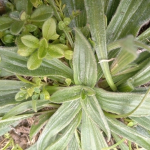 Plantago lanceolata at Narrabundah, ACT - 5 Aug 2024