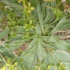 Plantago lanceolata at Narrabundah, ACT - 5 Aug 2024 11:34 AM