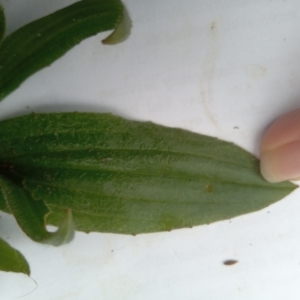 Plantago lanceolata at Narrabundah, ACT - 5 Aug 2024 11:34 AM