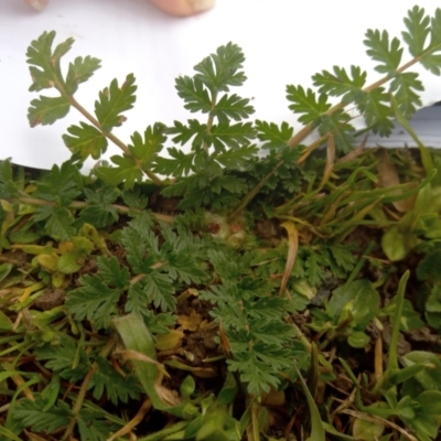 Erodium cicutarium (Common Storksbill, Common Crowfoot) at Narrabundah, ACT - 5 Aug 2024 by Inchki