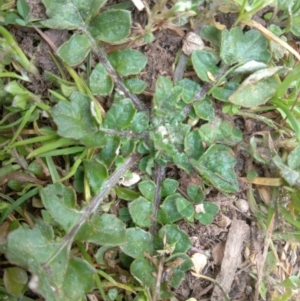 Arctotheca calendula at Narrabundah, ACT - 5 Aug 2024