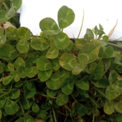 Trifolium repens (White Clover) at Narrabundah, ACT - 5 Aug 2024 by Inchki