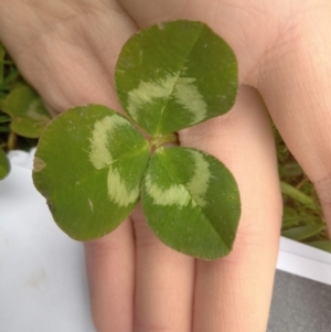 Trifolium repens at Narrabundah, ACT - 5 Aug 2024 11:30 AM