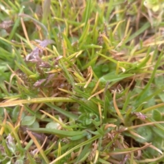 Poa annua (Winter Grass, Annual Poa) at Narrabundah, ACT - 5 Aug 2024 by Inchki