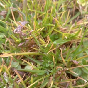 Poa annua at Narrabundah, ACT - 5 Aug 2024