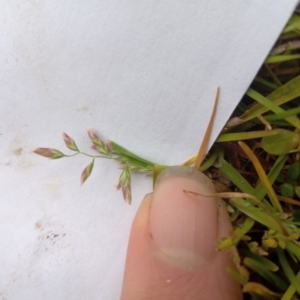 Poa annua at Narrabundah, ACT - 5 Aug 2024