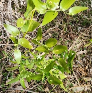 Asparagus asparagoides at Ainslie, ACT - 5 Aug 2024