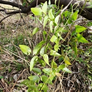 Asparagus asparagoides at Ainslie, ACT - 5 Aug 2024 02:01 PM